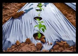 Siddhi Mulching Film With Hole, Mulching Paper, 20 Micron & 30 Micron, (3 Ft (0.9 Mtr) x 400 Mtr) BLACK and SILVER 5