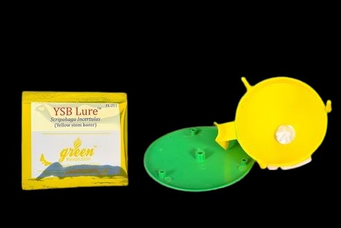 फनल ट्रैप के साथ वाईएसबी ल्यूर (स्किर्पोफेगा इनसर्टुलस) पीला तना छेदक, चावल और बैंगन फल और तना छेदक मॉथ के लिए उपयोगी।