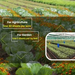 Chipku A5 Yellow & Blue Sticky Trap For Insects, For Garden & Agriculture To Control Whiteflies, Aphids, Thrips, Jassids 11