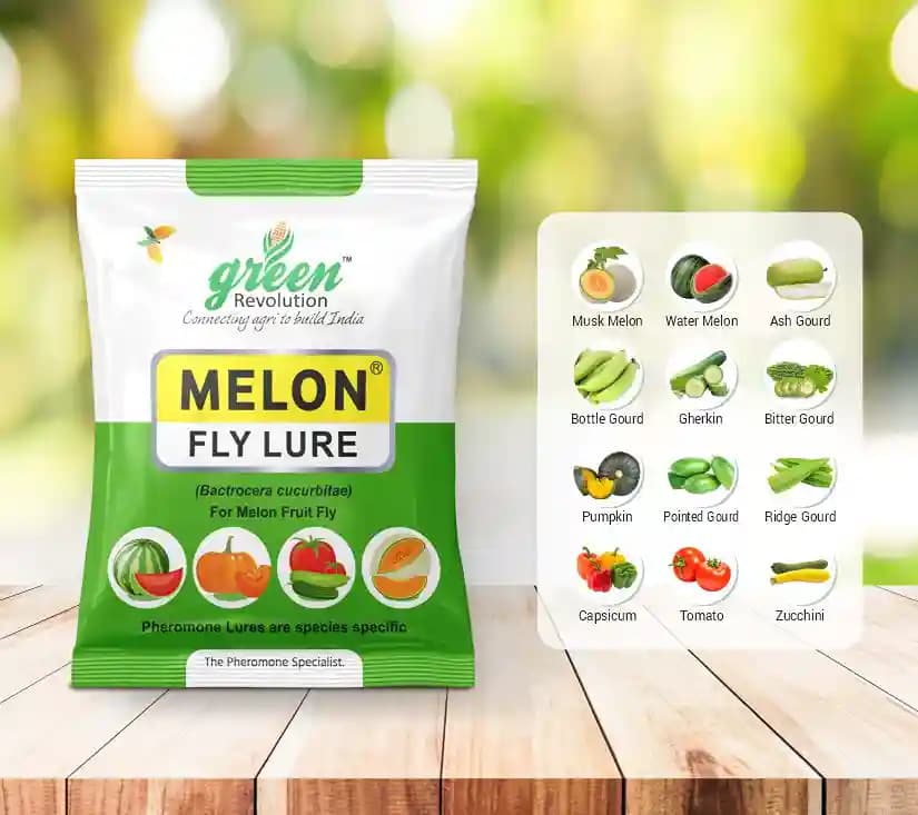 आईपीएम ट्रैप विथ मेलॉन फ्लाई फेरोमोने ल्यूर, बैक्ट्रोसेरा कुकुर्बिटे को नियंत्रित करने के लिए। खीरा, लौकी, करेला, कद्दू, तरबूज़ के लिए उपयोगी। - Image 9