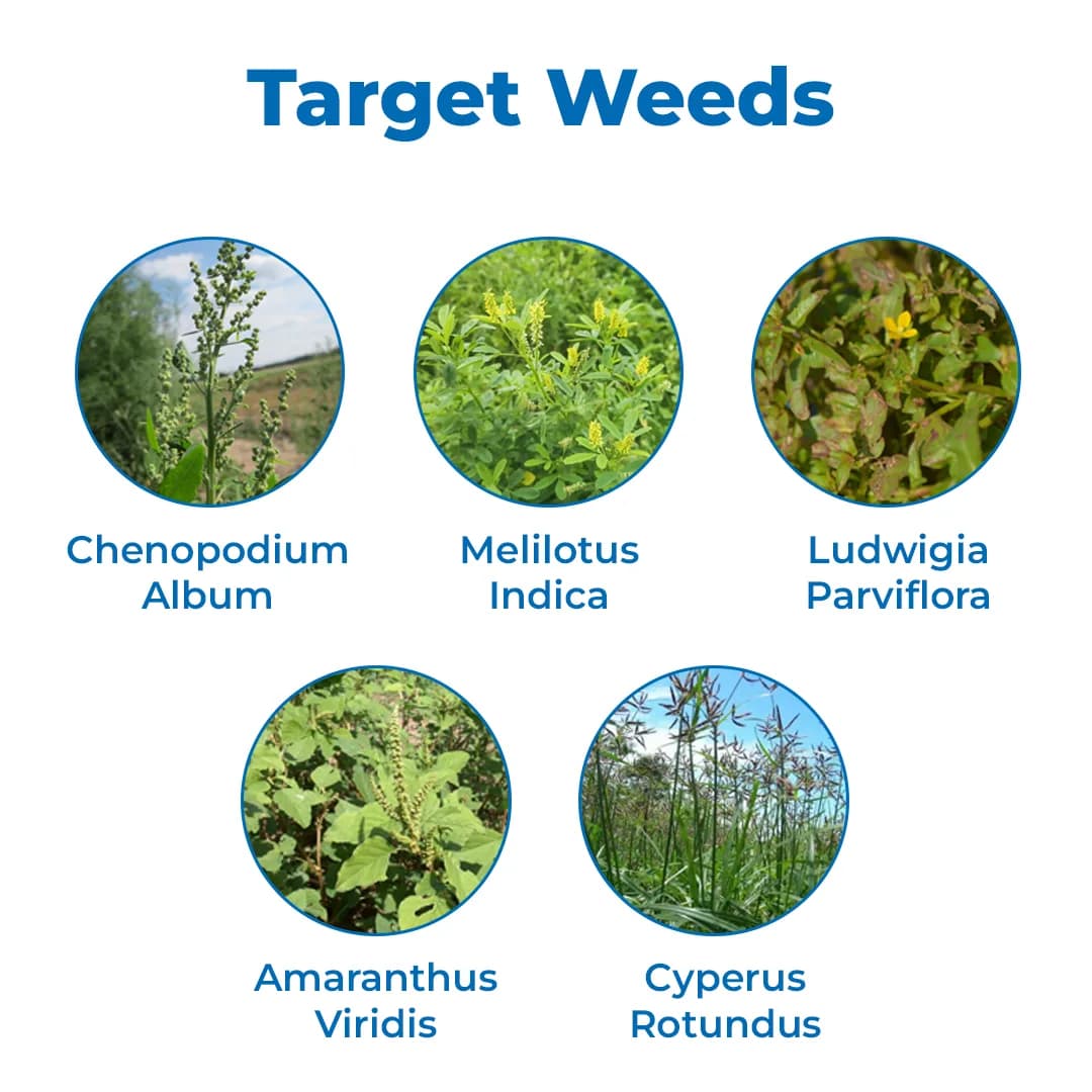 Katyayani MSM Metsulfuron-Methyl 20% WP Systemic Herbicide, Post Emergent Herbicide - Image 3