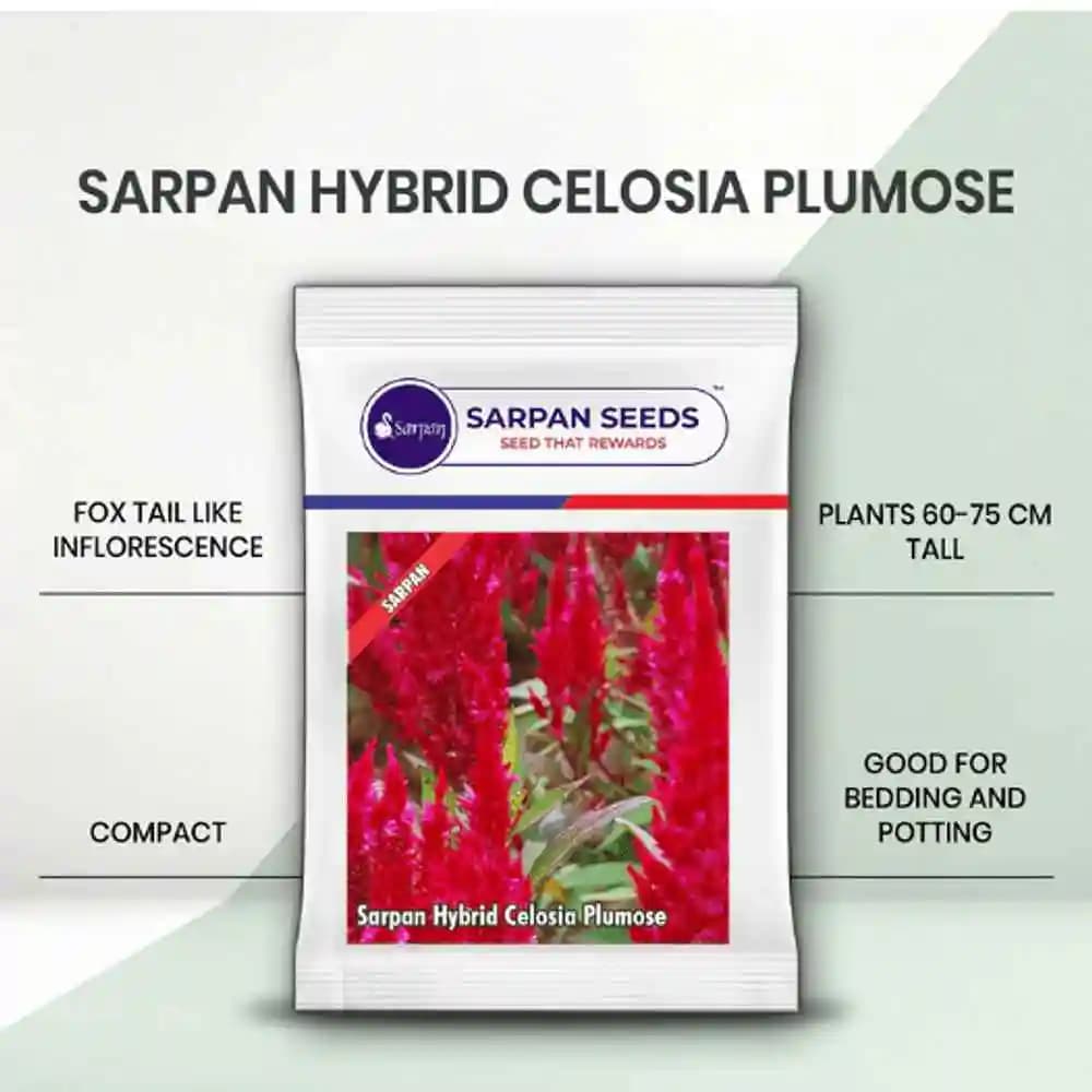 Sarpan Celosia Plumose, Cockscomb, Cockscomb Celosia, Wool Flower Celocia Plumose - Image 2