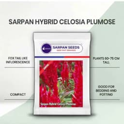 Sarpan Celosia Plumose, Cockscomb, Cockscomb Celosia, Wool Flower Celocia Plumose 2