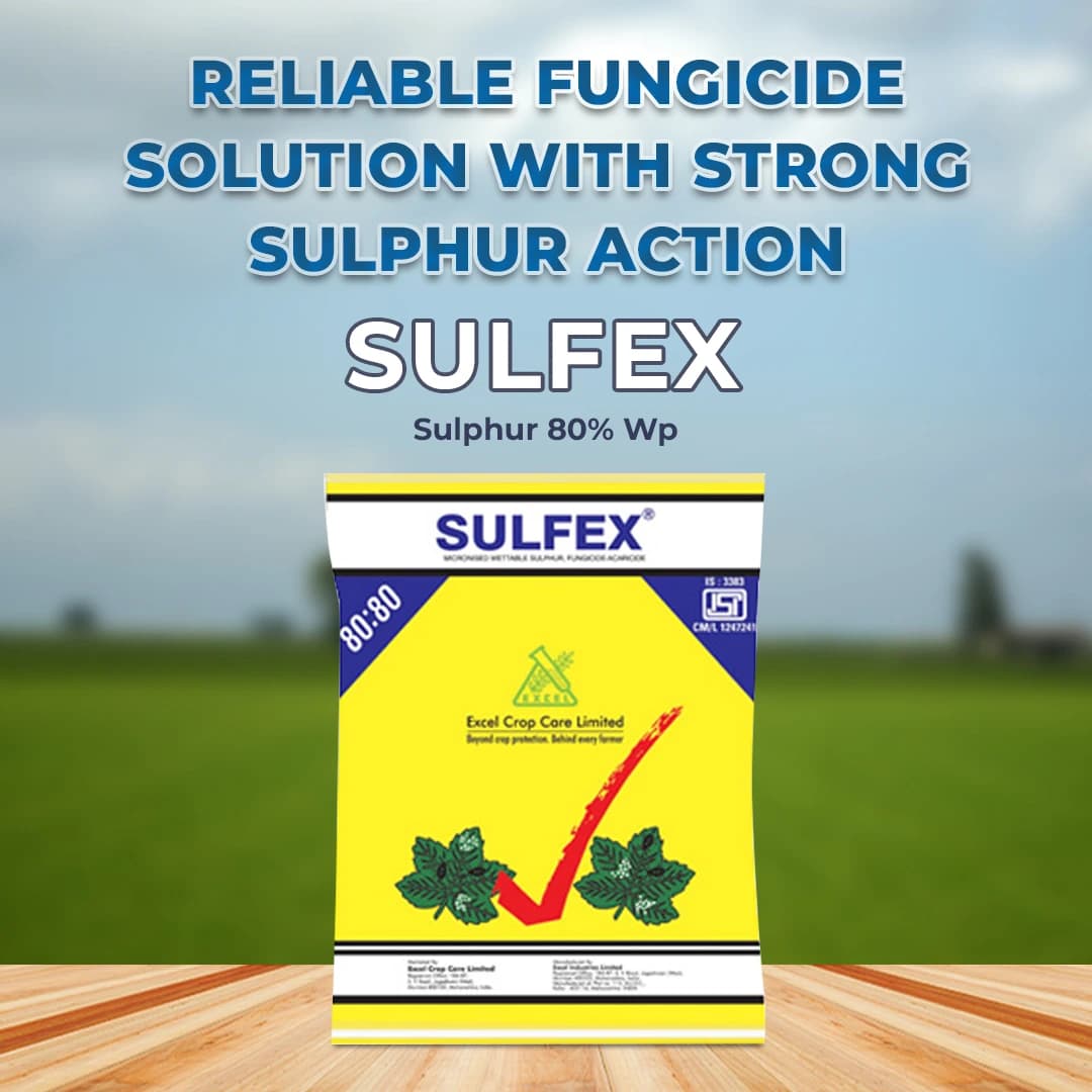 Excel Sulfex Sulphur 80% Wp Fungicide, Broad Spectrum Contact And Protective Fungicide - Image 2