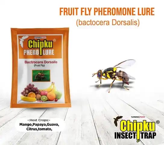 Chipku - Pheromone Glass Trap with Fruit Fly Lure (Bactrocera Dorsalis) For Papaya, Banana, Bitter Melon, Citrus, Coffee, Guava, Peppers, Mango - Image 1