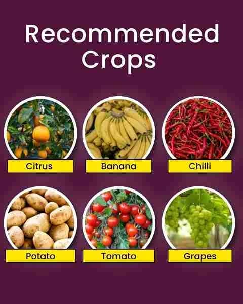 ಕಾತ್ಯಾಯನಿ COC 50 ಕಾಪರ್ ಆಕ್ಸಿಕ್ಲೋರೈಡ್ 50% WP ಶಿಲೀಂಧ್ರನಾಶಕ, ವಿವಿಧ ಶಿಲೀಂಧ್ರ ರೋಗಗಳ ಪರಿಣಾಮಕಾರಿ ನಿಯಂತ್ರಣ - Image 3