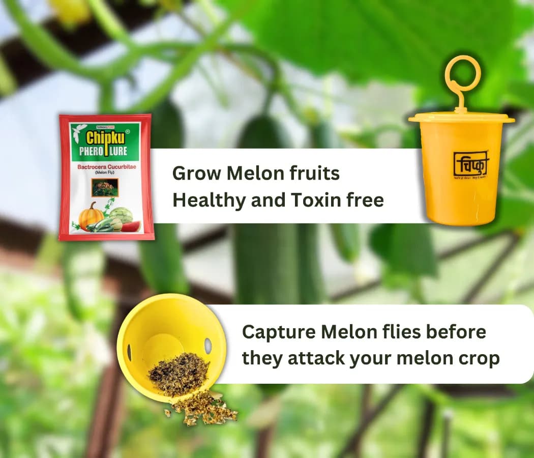 Chipku Pheromone Ecomax Trap With Melon Fly Lure (Bactrocera Cucurbitae) Feeding By The Larvae. For Gourds, Pumpkin, Tomato, Water Melon, Zucchini - Image 3