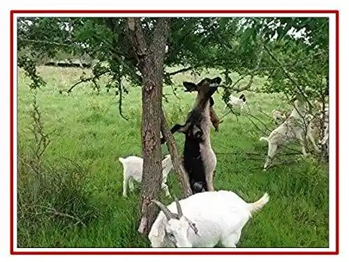 आरके सीड्स - बबूल बीज, जीवित बाड़ लगाने के लिए वृक्ष बीज, अकासिया निलोटिका बीज, वैचेलिया निलोटिका बीज पौधारोपण के लिए, जीवित बाड़ और बबूल चारा उपयोग क