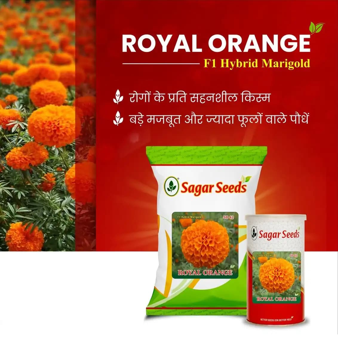 Sagar Royal Orange F1 Hybrid Marigold Seeds, Genda Ke Beej For Garden Plants - Image 6