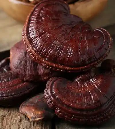 SporeKart Reishi Mushroom Dowels spawn (100pcs) , Ganoderma Lucidum Mushroom. - Image 4