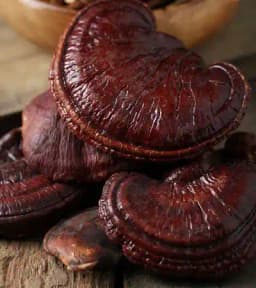 Thanvi Reishi Mushroom Dowels spawn (100pcs) , Ganoderma Lucidum Mushroom. 4