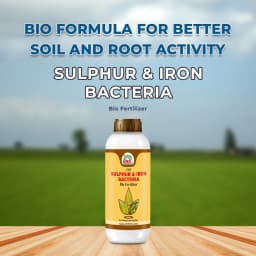 EBS Sulphur & Iron Bacteria Bio Fertilizer, Use for Plants, Crops, Nursery and Home Garden 2