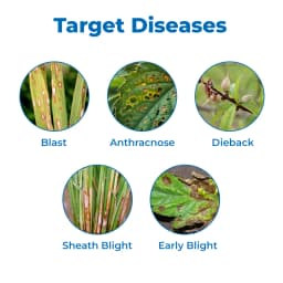 PI Kitazin Iprobenfos 48% EC, Broad Spectrum Systemic Fungicide, Low Toxic to Mammals and Fish, It Belongs to the Organophosphorus Group of Fungicides 3