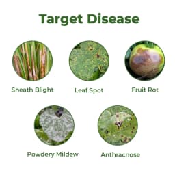 एग्रीवेंचर डिफेन (डिफेनोकोनाज़ोल 25% ईसी) कवकनाशी, धान, मिर्च, जीरा और प्याज के लिए सर्वोत्तम 3