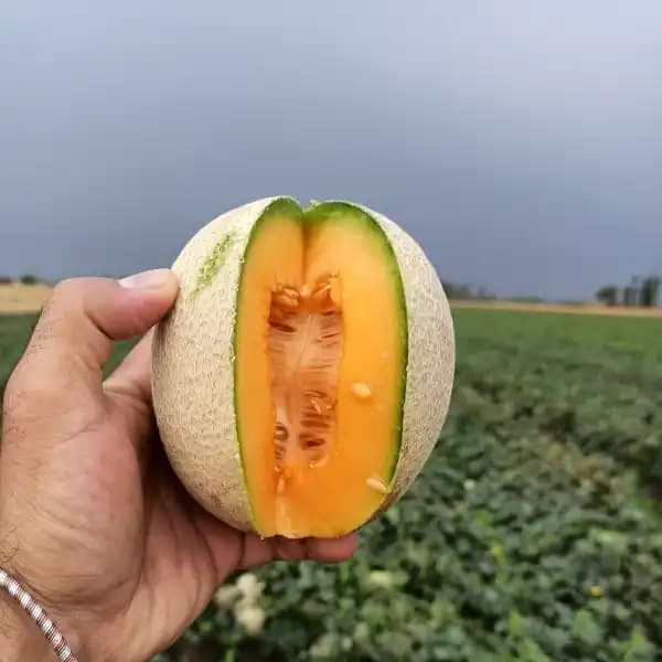 Sagar DHRUVI F1 Hybrid Muskmelon Seeds, High Yield, Orange Flesh, Fusarium Wilt Tolerant - Image 4