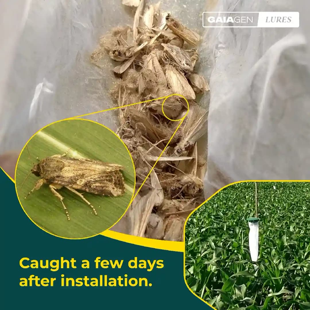 Gaiagen Fall Army Worm Pheromone Lure For Spodoptera Frugiperda And Insect Funnel Trap, IMO Certified - Image 6