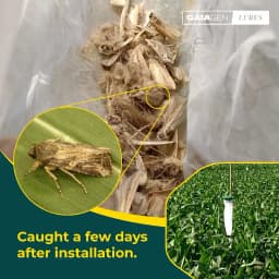 Gaiagen Fall Army Worm Pheromone Lure For Spodoptera Frugiperda And Insect Funnel Trap, IMO Certified 6