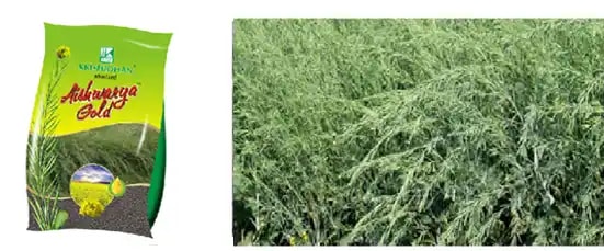 Krishidhan Research Aishwarya Gold High Yield Mustard Seeds With Good Gemination, Sarso Ke Beej.