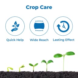 Agriventure Fifthi (Fipronil 4 % Ww + Thiamethoxam 4 % Ww Sc) Broad Specticide Systemic Insecticide 3