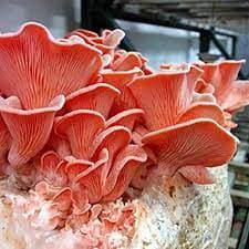 Shroomness Pink Oyster mushroom, Ready to Fruit Mushroom Block, Perfect Gift - Unique And Useful. 4