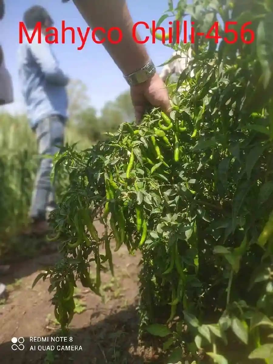 Mahyco 456 Hybrid Chilli Seeds, Mirchi Ke Beej, Vegetable Seeds, Highly Pungent - Image 4