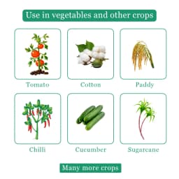 RAIN MIDA - Imidacloprid 17.8% SL Insecticide, Best Result Against Aphid, Whiteflies, Jassid, Thrips, Brown plant hopper, Green leaf hopper, Termite 4