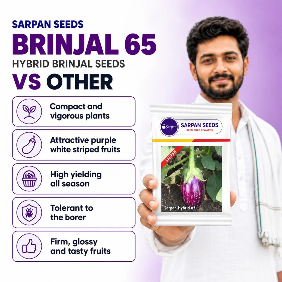 సర్పన్ హైబ్రిడ్ 65 వంకాయ విత్తనాలు - మజారీ రకం, ముళ్ళతో మధ్యస్థ పరిమాణ కాయలు, అన్ని సీజన్లలో అధిక ఫలదీకరణ - Image 3
