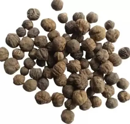 Burma Teak Wood Seed, Best For Growing Trees And Enhancing its Beauty.