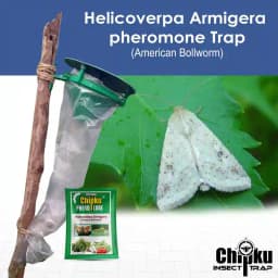 Chipku Pheromone Trap Funnel With Helicoverpa Armigera Lure To Catch Insect Moth of Green Leaf Eating Caterpillar. Useful in Cotton, Tomato & Others 7