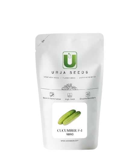 Urja F1 Hybrid US 9090 (Light Green) Cucumber Seeds, Best In Germination