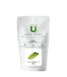 ऊर्जा यूएस 9090 एफ1 हाइब्रिड खीरे के बीज, (हल्का हरा) अंकुरण में सर्वोत्तम, उन्नत किस्म 1