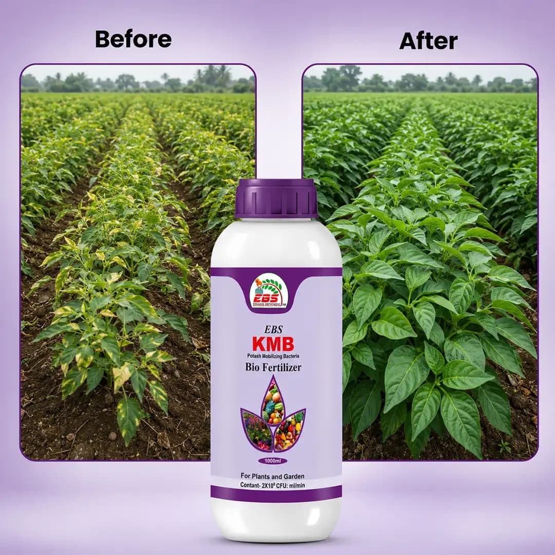 EBS KMB ಪೊಟ್ಯಾಶ್ ಮೊಬಿಲೈಜಿಂಗ್ ಬ್ಯಾಕ್ಟೀರಿಯಾ ಜೈವಿಕ ಗೊಬ್ಬರ, ಸಸ್ಯಗಳು, ಬೆಳೆಗಳು ಮತ್ತು ಮನೆ ತೋಟಕ್ಕೆ ಬಳಕೆ - Image 8