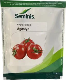 Seminis Hybrid Agastya Tomato Seeds (3500 Seeds) Recommended for Rainy Season Planting, and Early Harvest 2
