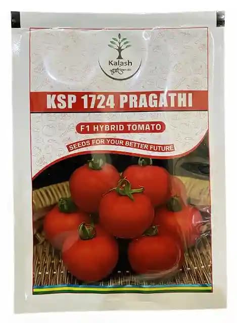 Kalash KSP 1724 Pragathi Tomato (Tamatar) Seeds - Image 1