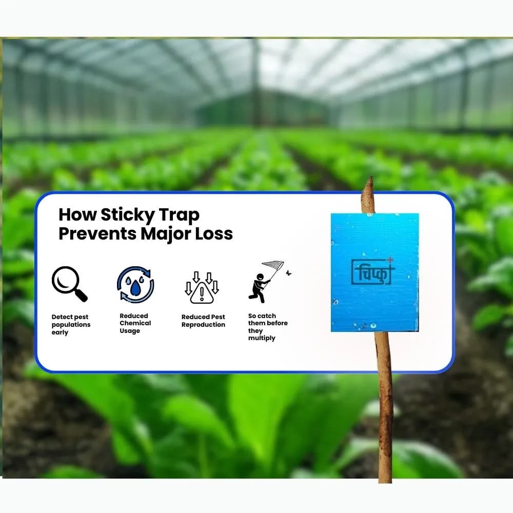 Chipku A5 Blue Sticky Trap For Insects, For Garden & Agriculture, To Control Whiteflies, Aphids, Thrips, Jassids - Image 7