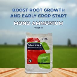 ICL Mono Ammonium Phosphate (12:61:00) Water Soluble Fertilizer and Recommended Using For Drip Fertigation or Foliar Spray 2