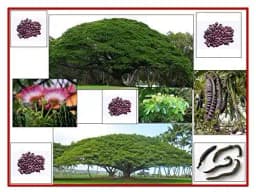 RK Seeds- Samanea Saman seed Rain Tree Seeds,Avenue tree seeds Samanea Saman Seeds, , SHADE tree seeds , Best for planting in Road Avenue , Garden 3