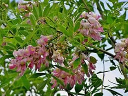 Sri Sai Forestry Gliricidia Sepium Tree Seeds for Fodder, Manure & Live Fencing 2