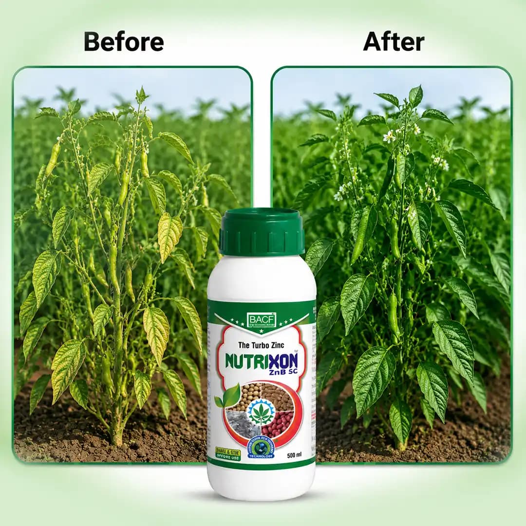 Bacf Nutrixon ZnB SC (Zinc Oxide 39.5% SC) for Zinc Deficiency & Crop Yield - Image 7