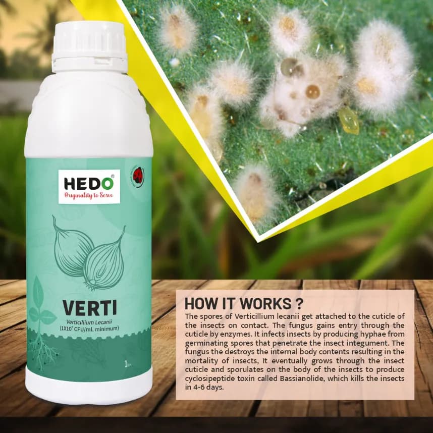 HEDO Verticillium Lecanii Liquid Bio Pesticide, For Agriculture, Garden & All Crops To Control Aphids, Thrips, Whiteflies, & Jassids - Image 3