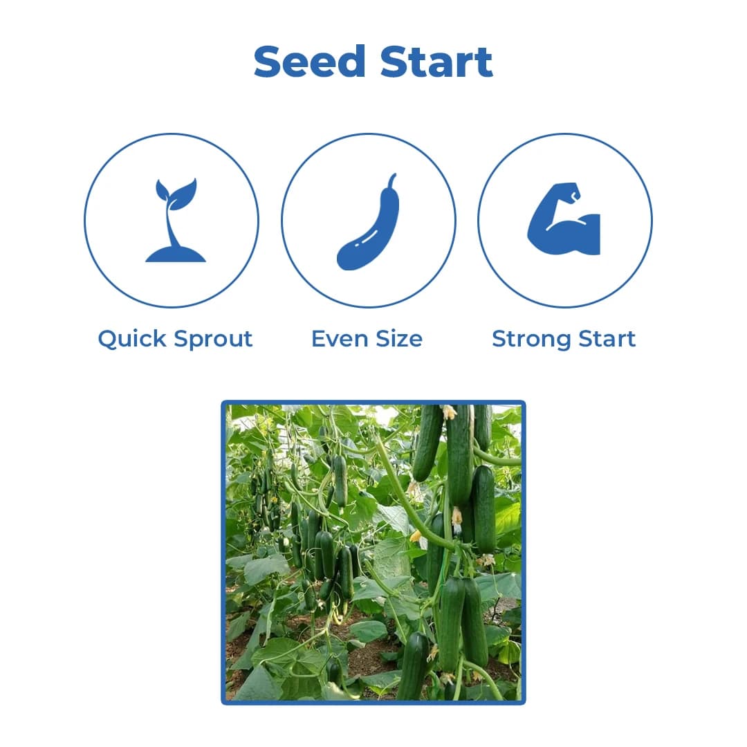 Sagar Shruti Cucumber (Kheera) Seeds - Image 3