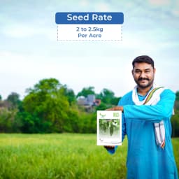 Iris IHS-135 F1 Hybrid Bitter Gourd Seeds, Vegetable Seeds, Dark Green Color 5