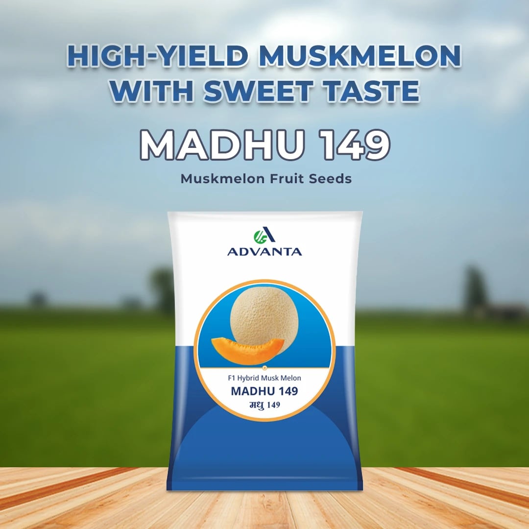Advanta Madhu 149 Muskmelon Seeds - (Kharbuja Seeds)