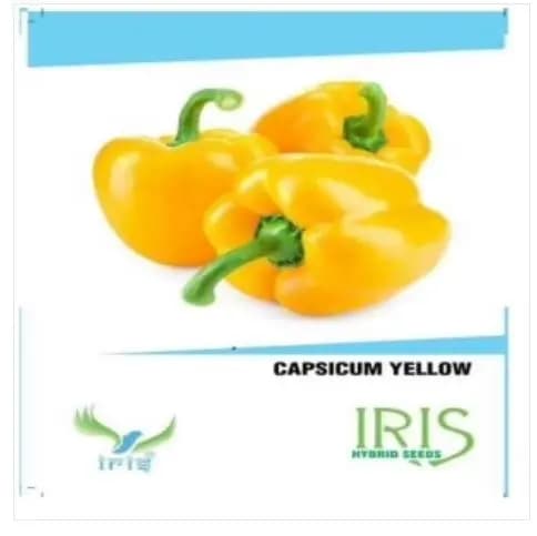 Iris Hybrid Vegetable Capsicum Seeds (15 No. of Seeds) , For All Seasons, Grown On Terrace Or Outdoors. - Image 1