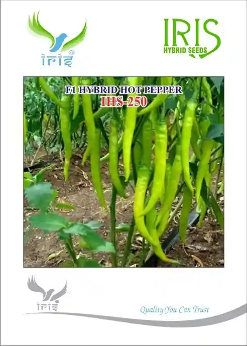 Iris IHS-250 Hot Pepper Seeds - (Mirchi Seeds) Light Green Color, For Fresh And Drying Purposes
