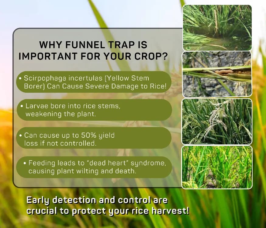 Chipku Pheromone Trap Funnel With Scriptophaga Incertulas Lure To Catch Insect, Moth Yellow Rice Stem Borer (YSB) - Image 6