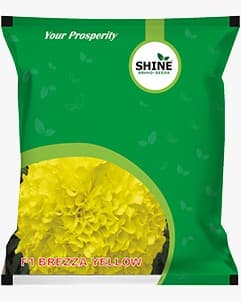 Marigold Brezza Yellow F1 - Shine Brand Seeds, Genda, Attractive Yellow, Excellent Keeping Quality and Tolerant to Major Disease And Virus.