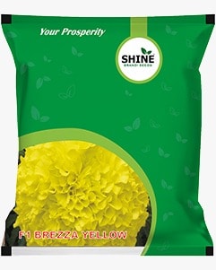Marigold Brezza Yellow F1 - Shine Brand Seeds, Genda, Attractive Yellow, Excellent Keeping Quality and Tolerant to Major Disease And Virus.