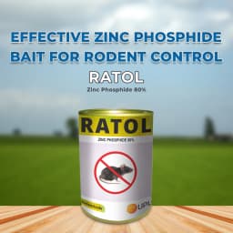 UPL Ratol Zinc Phosphide 80% Insecticide, Use for Rat Killer, Effective Control Against Field Rats, Mice And Other Harmful Rodents 2