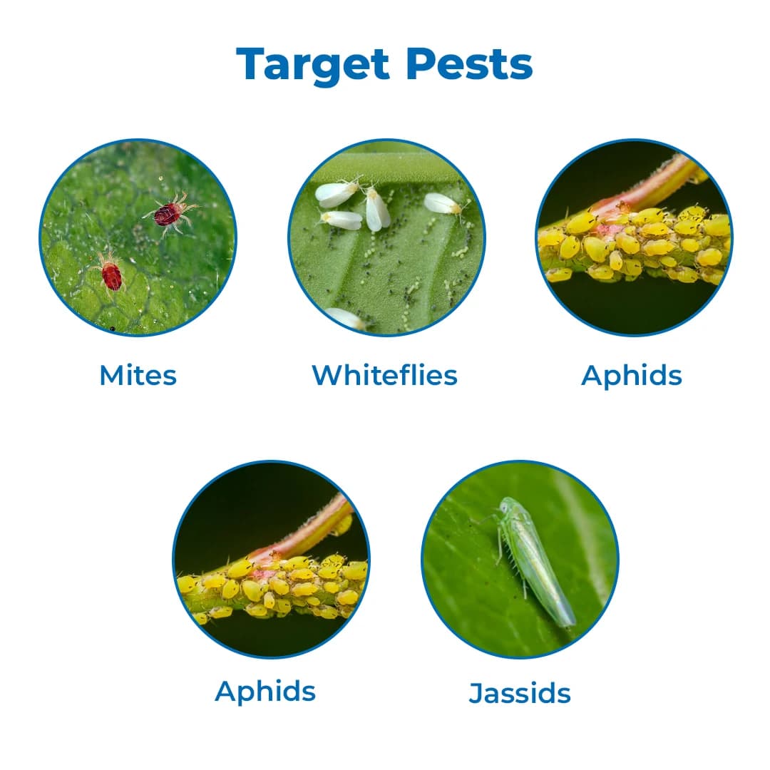 Agriventure Dioron ( Diafenthiuron 50% Wp ) For All Vegetables, Broad Spectrum Insecticide For Control Of Whiteflies And Mites - Image 3